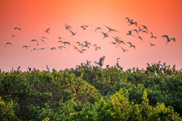相機組  二等獎 “鷺鳥天堂” 甄永光  攝.jpg