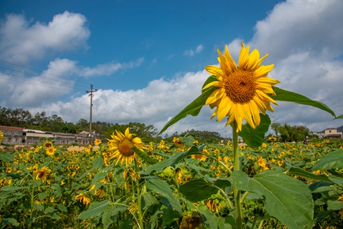 花海(李錦韶 攝)_副本.jpg