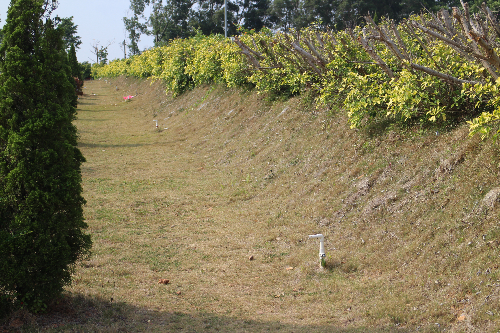 某墓園樹花葬區2.JPG
