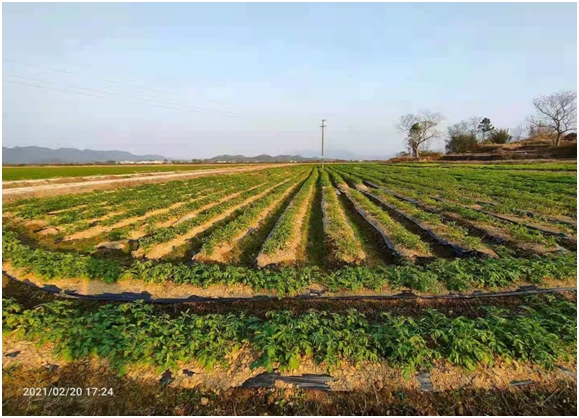 深井鎮東頭村原撂荒地改造后種植馬鈴薯.png