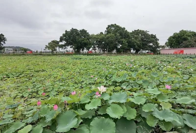 1634807583359335.jpg?x-oss-process=style/w10 圖片