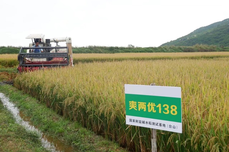 “爽兩優138”水稻品種.jpg
