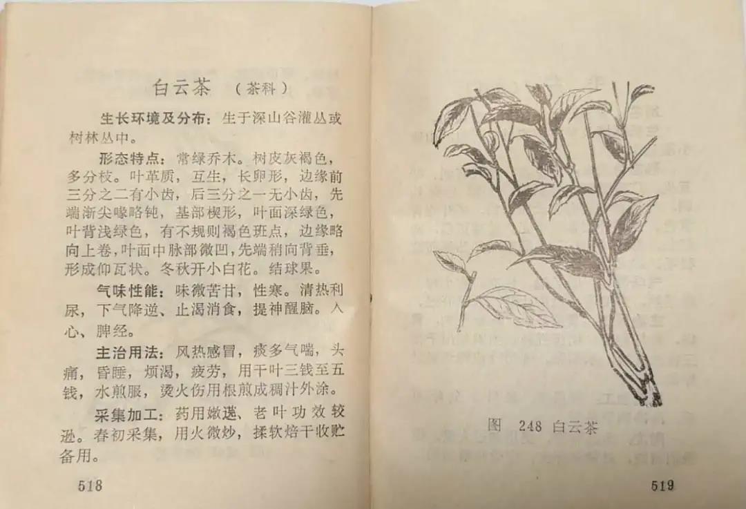 《百峰山草藥》中的“白云茶”條目（臺山市地方志辦公室供圖）.jpg