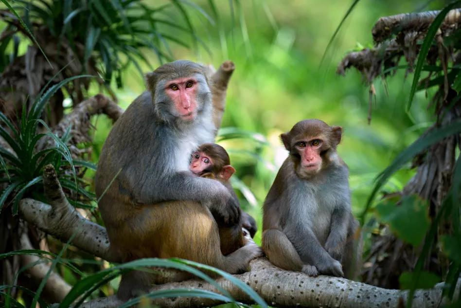 上川島獼猴省級(jí)自然保護(hù)區(qū)（陳鳳盾 攝）.jpg