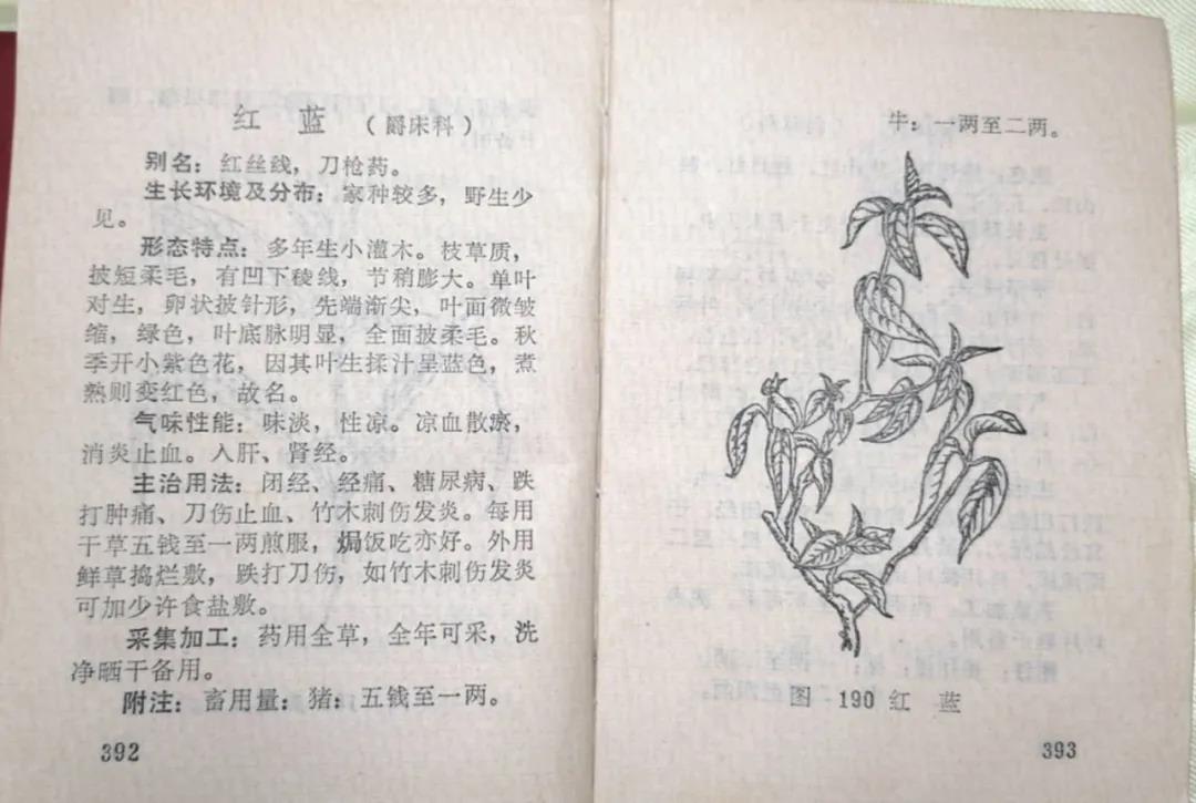 《百峰山草藥》中“紅藍”條目（臺山市地方志辦供圖）.jpg
