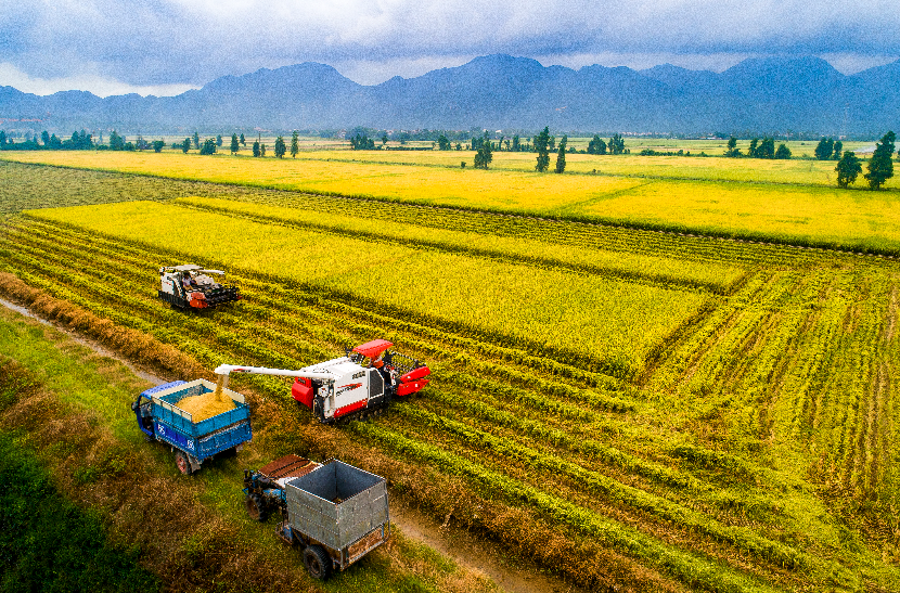 收割作業 (5).JPG