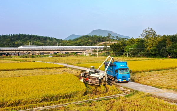 2陳紅宇 《收獲時節》 13702842866 作品拍于2022年11月20日,地點:臺城三社.jpg