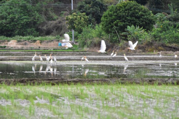 農機的轟鳴聲吸引了成群白鷺散落田間，白鷺或在農耕機旁的不遠處閑庭信步，伺機覓食；或在稻田上方舒展身姿，恣意飛翔。譚韻華攝。.JPG