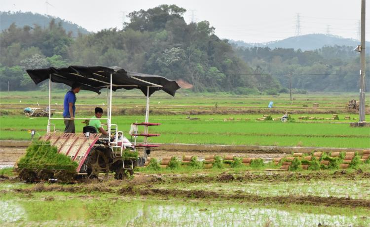 在北陡鎮沙頭沖村的田地里，黨員農機手正操作“鐵牛”在田間地頭來回穿梭作業。譚韻華攝。 (1).JPG