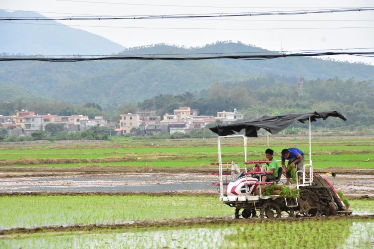 在北陡鎮沙頭沖村的田地里，黨員農機手正操作“鐵牛”在田間地頭來回穿梭作業。譚韻華攝。 (2).JPG