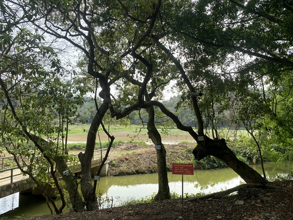 淡村黨員綠化責(zé)任崗 (1).jpg