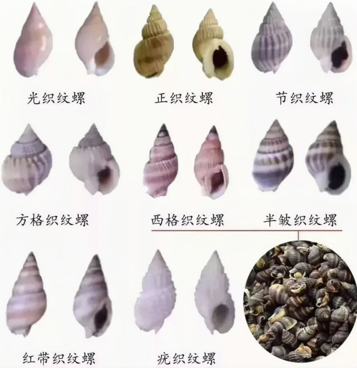 織紋螺.png