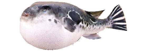 河豚魚1.png