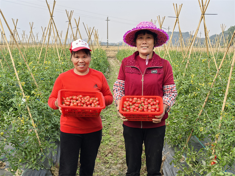 橫江小番茄種植 (1).jpg