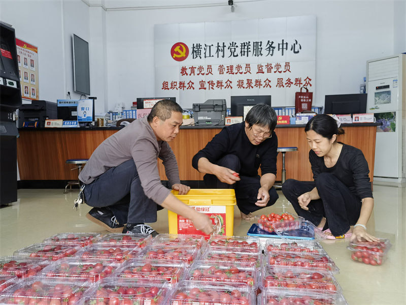 橫江小番茄種植 (3).jpg