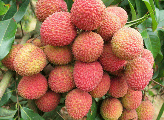 滾輪縮放,點擊查看大圖