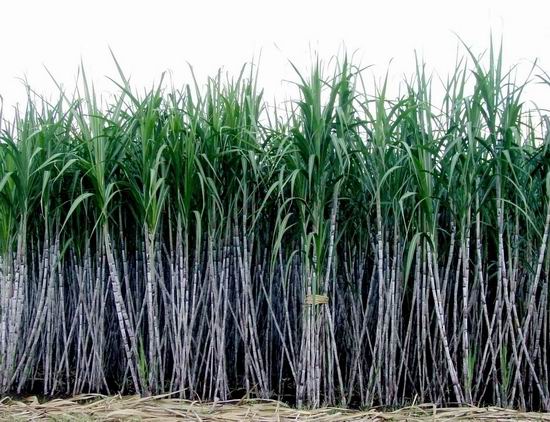 滾輪縮放,點擊查看大圖