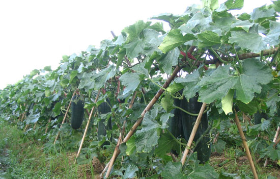 滾輪縮放,點(diǎn)擊查看大圖