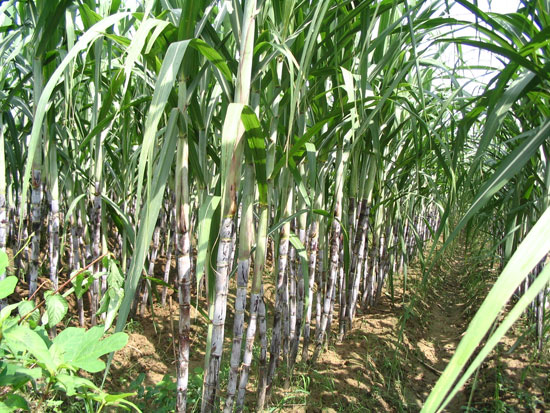 滾輪縮放,點(diǎn)擊查看大圖