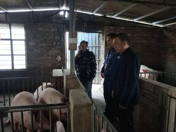 檢查防控非洲豬瘟工作 (3)